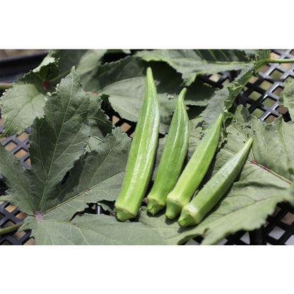 Japan Kagoshima Yell okra powder 100 Okura /folic acid/ baby / maternity okra powder okra japan