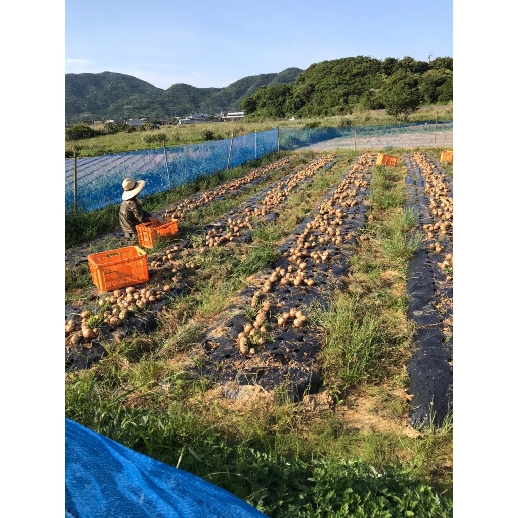 Japan Kagoshima Sumiura Shouten Vegetable Dressing - Original Onion/Soy Sauce Onion/Sesame Onion/ dressing vegetable onion patch direct from japan sesame oil sesame sauce soy sauce from japan