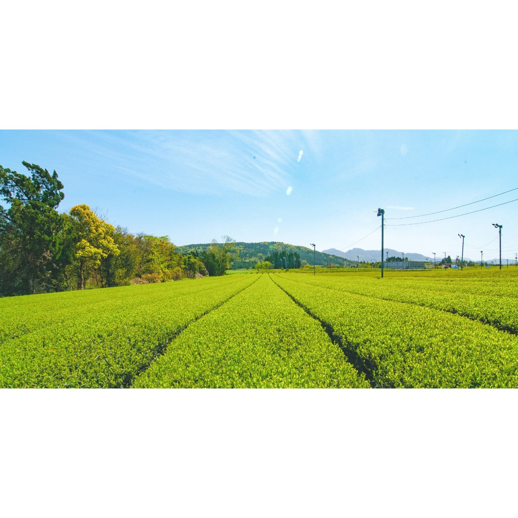 Japan Kagoshima Sasano Tea Farmers Sencha Green Tea - Fukamushicha / Tokusen /Tokujyo/ green tea matcha matcha powder tea japanese tea from japan direct from japan tea box hojicha hojicha powder matcha set matcha bowl tea gift