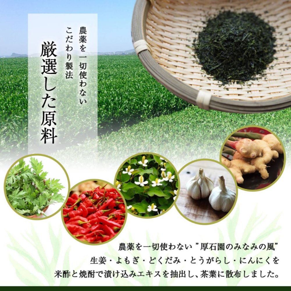 [KAGOSHIMA] ATSUISHIEN TEA Cold Brew Green Tea Bags 5g x 15pcs.