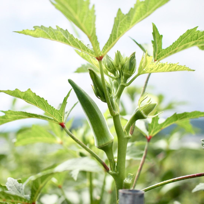 [Kagoshima] YELL Okra Potage Soup 2 bags (18g x 2 bags)